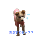 poncoro（個別スタンプ：2）