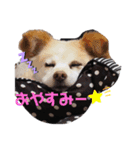 poncoro（個別スタンプ：3）