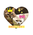 ウチのニャンコ  2（個別スタンプ：2）