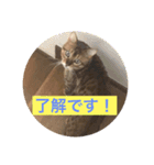 ウチのニャンコ  2（個別スタンプ：3）
