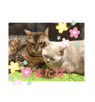 ウチのニャンコ  2（個別スタンプ：5）