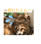 ウチのニャンコ  2（個別スタンプ：8）