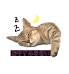 ねこのぴぴちゃんです（個別スタンプ：1）