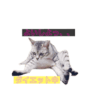 ねこのぴぴちゃんです（個別スタンプ：2）
