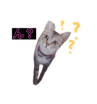 ねこのぴぴちゃんです（個別スタンプ：3）