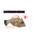 ねこのぴぴちゃんです（個別スタンプ：5）