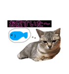 ねこのぴぴちゃんです（個別スタンプ：7）