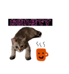 ねこのぴぴちゃんです（個別スタンプ：8）