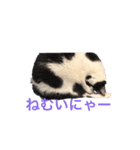 スカイのスタンプだにゃー（個別スタンプ：1）