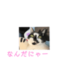 スカイのスタンプだにゃー（個別スタンプ：5）