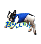 パピー♡NEVILLEの世界（個別スタンプ：4）