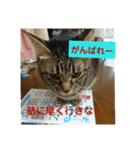 みーたんファミリー  5（個別スタンプ：1）