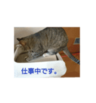 みーたんファミリー  5（個別スタンプ：2）