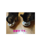 みーたんファミリー  5（個別スタンプ：4）