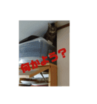 みーたんファミリー  5（個別スタンプ：7）