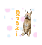 うさぎのおもち2（個別スタンプ：1）