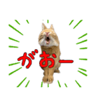 うさぎのおもち2（個別スタンプ：5）
