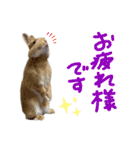 うさぎのおもち2（個別スタンプ：10）