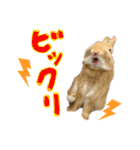 うさぎのおもち2（個別スタンプ：16）