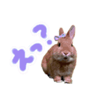 うさぎのおもち2（個別スタンプ：20）