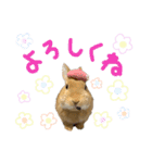 うさぎのおもち2（個別スタンプ：23）