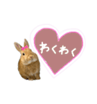 うさぎのおもち2（個別スタンプ：24）