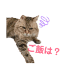 猫のみかん＆もも（個別スタンプ：1）