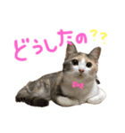 猫のみかん＆もも（個別スタンプ：2）