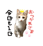 猫のみかん＆もも（個別スタンプ：4）