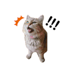 猫のみかん＆もも（個別スタンプ：5）