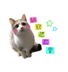 猫のみかん＆もも（個別スタンプ：6）