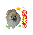 ポメラニアン★輿＆琴＆寅（個別スタンプ：1）