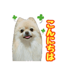 ポメラニアン★輿＆琴＆寅（個別スタンプ：3）