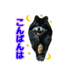 ポメラニアン★輿＆琴＆寅（個別スタンプ：4）