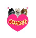 ポメラニアン★輿＆琴＆寅（個別スタンプ：5）