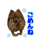 ポメラニアン★輿＆琴＆寅（個別スタンプ：6）