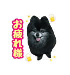 ポメラニアン★輿＆琴＆寅（個別スタンプ：9）