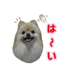 ポメラニアン★輿＆琴＆寅（個別スタンプ：14）