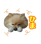 ポメラニアン★輿＆琴＆寅（個別スタンプ：16）