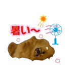 ポメラニアン★輿＆琴＆寅（個別スタンプ：18）