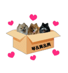 ポメラニアン★輿＆琴＆寅（個別スタンプ：23）