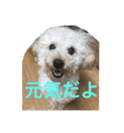 ほぼみかんスタンプ（個別スタンプ：8）