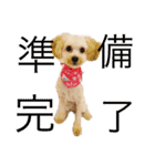 ほぼみかんスタンプ（個別スタンプ：13）