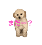 ほぼみかんスタンプ（個別スタンプ：17）
