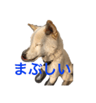 ほぼみかんスタンプ（個別スタンプ：18）