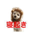 ほぼみかんスタンプ（個別スタンプ：19）