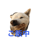 ほぼみかんスタンプ（個別スタンプ：24）