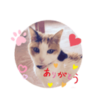 .hana（個別スタンプ：4）