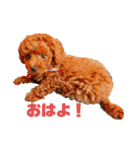 プードルのボブ（個別スタンプ：4）