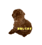 プードルのボブ（個別スタンプ：6）